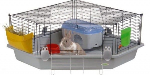 Kako držati ukrasne kuniće kod kuće i za rasplod za prodaju